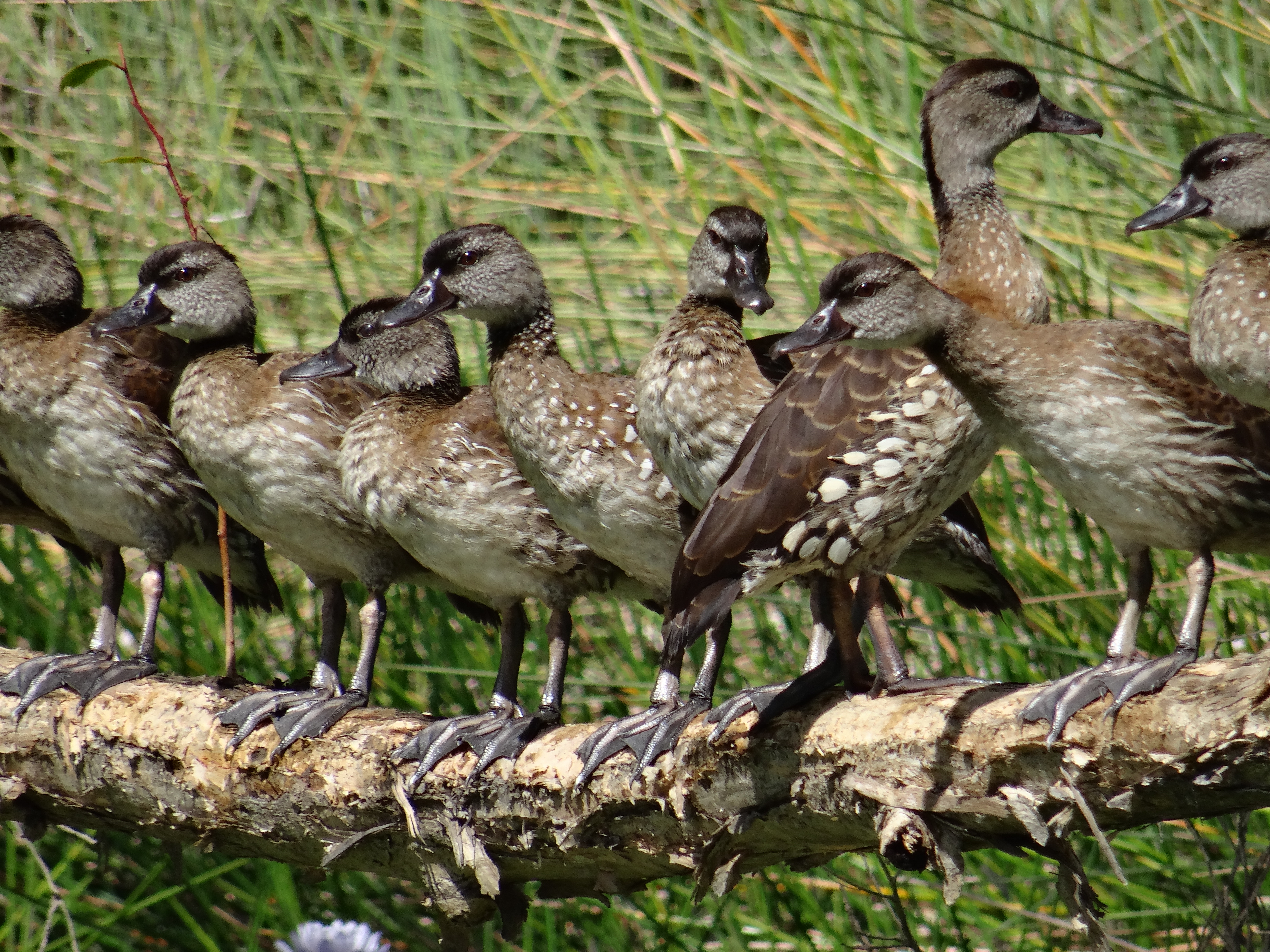 Spotted Whistling-duck